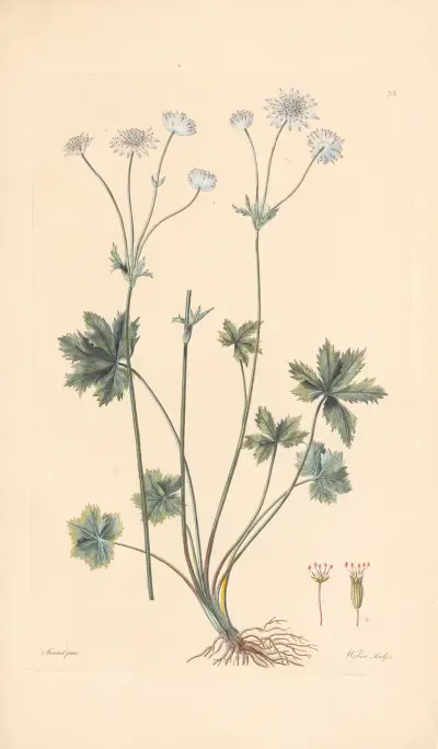 Astrantia carniolica av Leopold Trattinnick