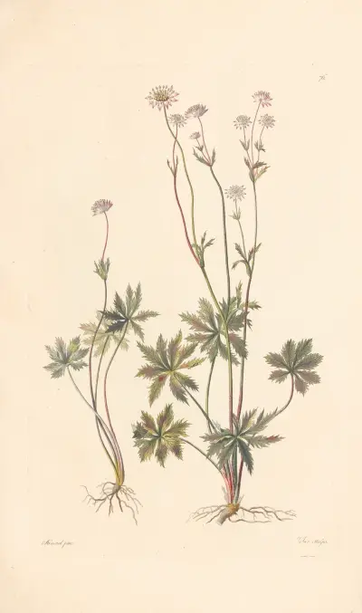 Astrantia minor av Leopold Trattinnick
