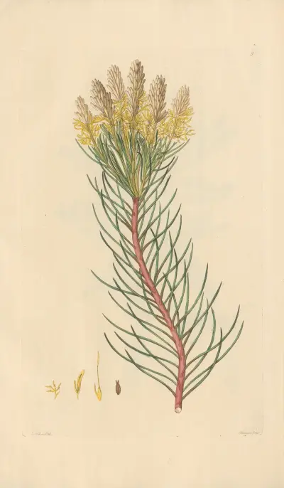 Aulax pinifolia av Leopold Trattinnick