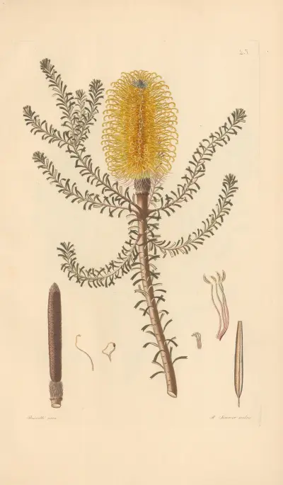 Banksia ericaefolia av Leopold Trattinnick