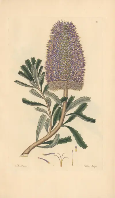 Banksia marcescens av Leopold Trattinnick