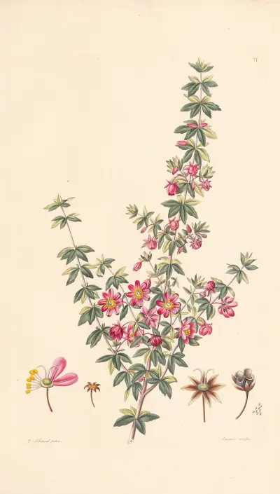 Bauera rubiacfolia av Leopold Trattinnick