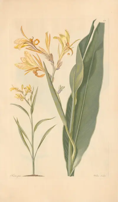 Canna glauca av Leopold Trattinnick