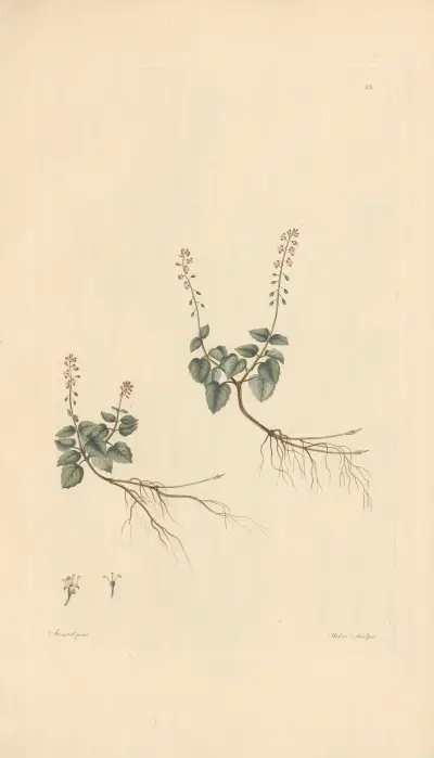 Circaea alpina av Leopold Trattinnick