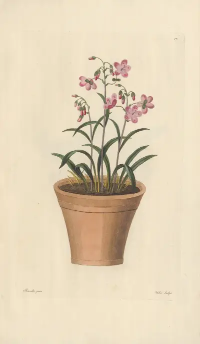 Claytonia virginica av Leopold Trattinnick