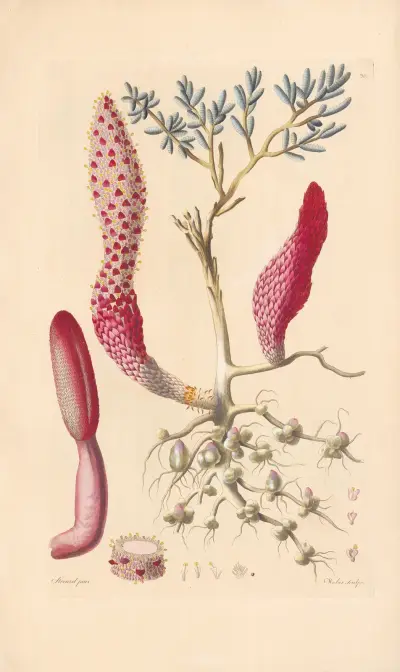 Cynomorium coccineum av Leopold Trattinnick