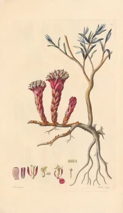 Cytinus hypocistis av Leopold Trattinnick