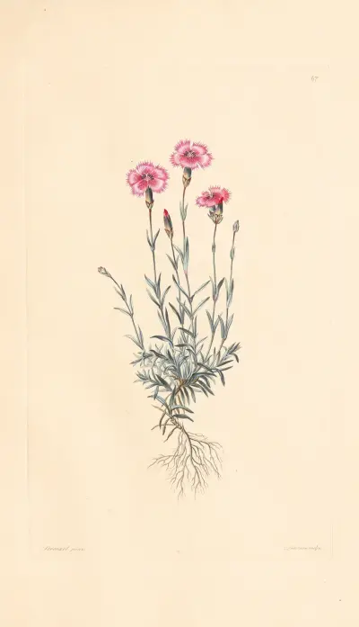 Dianthus caesius av Leopold Trattinnick