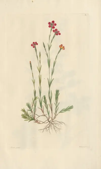 Dianthus deltoides av Leopold Trattinnick
