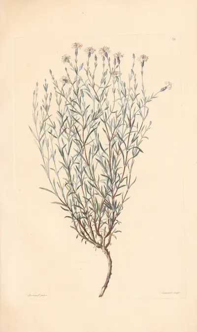 Dianthus rigidus av Leopold Trattinnick