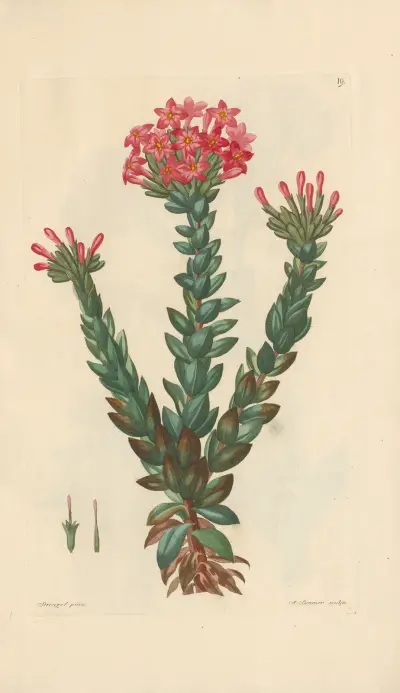Dietrichia coccinea av Leopold Trattinnick
