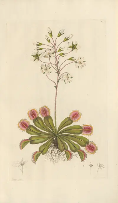 Dionaea muscipula av Leopold Trattinnick
