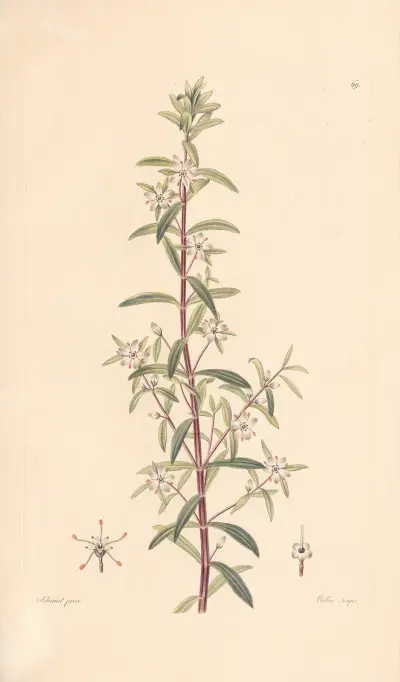 Diosma serratifolium av Leopold Trattinnick