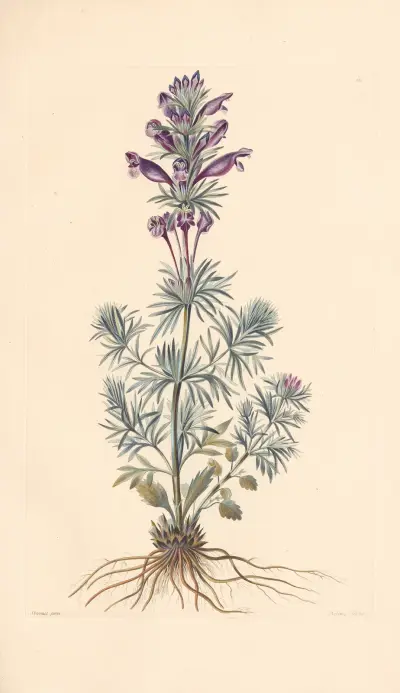Dracocephalum austriacum von Leopold Trattinnick