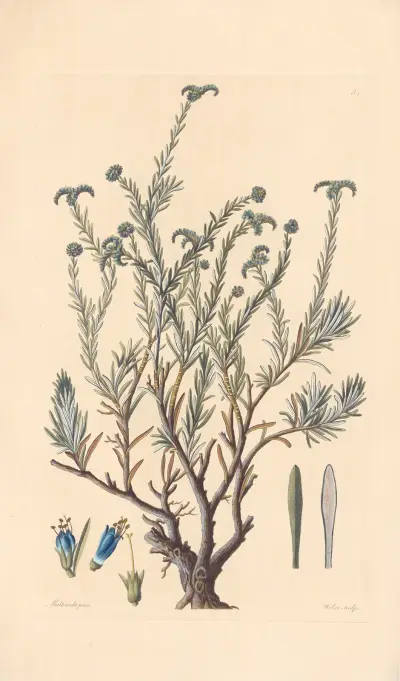 Echium petraeum av Leopold Trattinnick