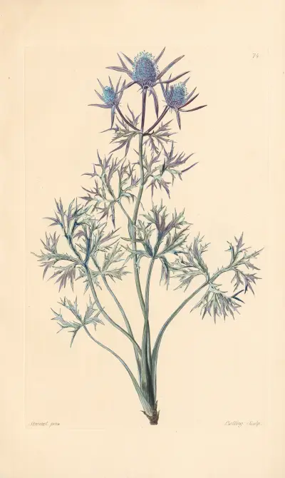 Eryngium Bourgati, Leopold Trattinnick