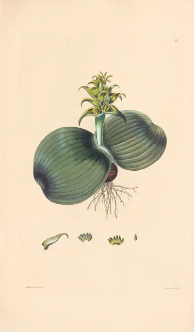 Eucomis bifolia av Leopold Trattinnick