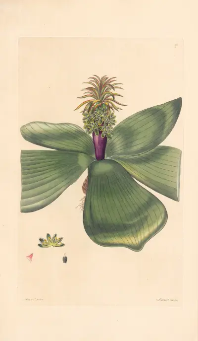 Eucomis purpureocaulis av Leopold Trattinnick