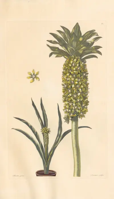 Eucomis undulata av Leopold Trattinnick