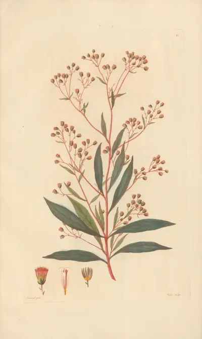 Eupatorium Ayapana av Leopold Trattinnick