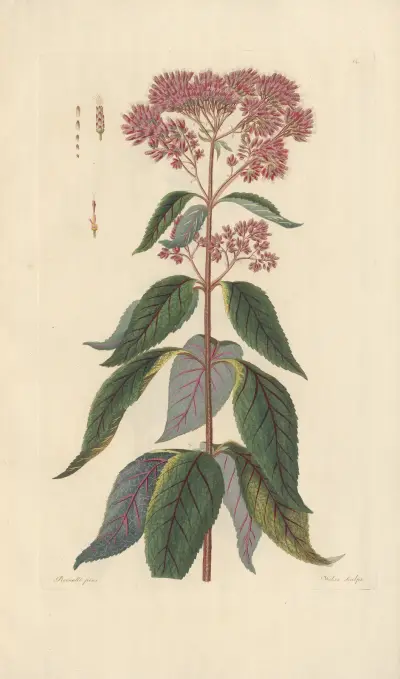 Eupatorium maculatum av Leopold Trattinnick