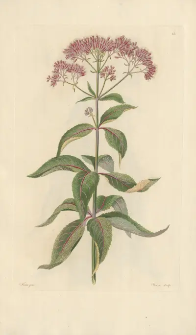 Eupatorium purpureum av Leopold Trattinnick