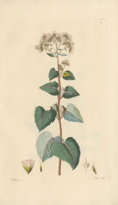 Eupatorium urticaefolium av Leopold Trattinnick