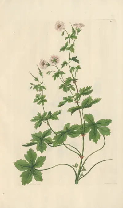 Geranium striatum av Leopold Trattinnick