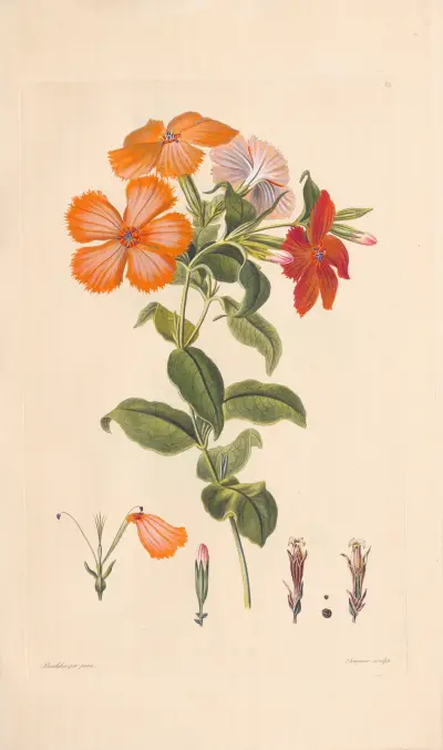 Hedona sinensis av Leopold Trattinnick