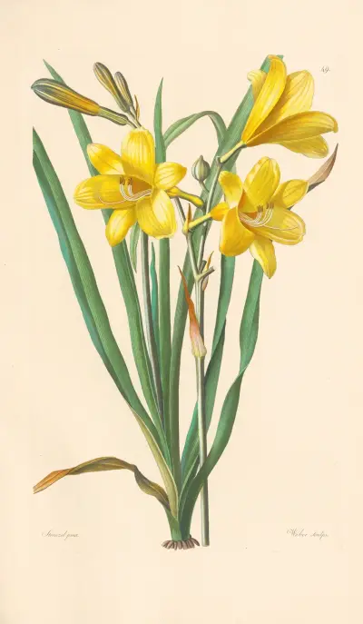 Daglilja (Hemerocallis flava) av Leopold Trattinnick