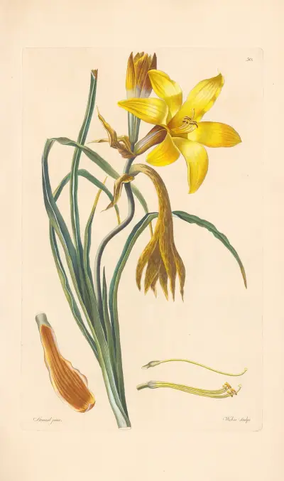 Hemerocallis graminea av Leopold Trattinnick