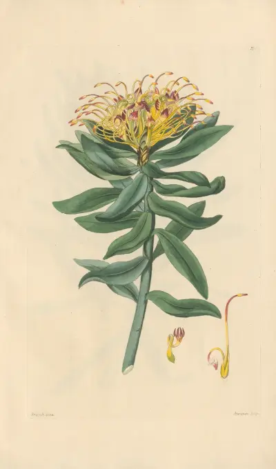 Leucospermum medium av Leopold Trattinnick