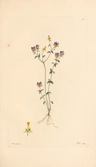 Linaria triphylla av Leopold Trattinnick