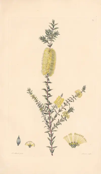 Melaleuca squarrosa av Leopold Trattinnick