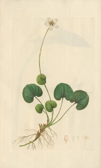 Parnassia asarifolia av Leopold Trattinnick