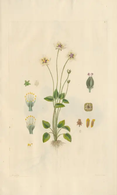 Parnassia palustris av Leopold Trattinnick
