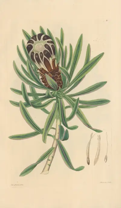 Protea melaleuca av Leopold Trattinnick