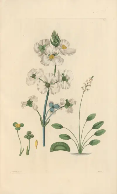 Sagittaria lancifolia av Leopold Trattinnick