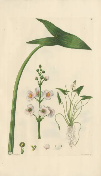 Pilblad (Sagittaria sagittifolia) av Leopold Trattinnick