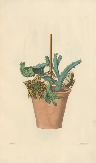 Stapelia variegata av Leopold Trattinnick