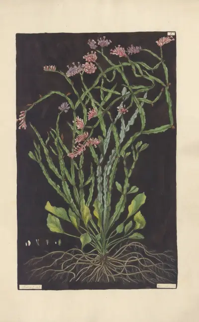 Statice mucronata av Leopold Trattinnick
