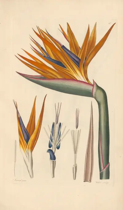 Strelitzia reginae av Leopold Trattinnick