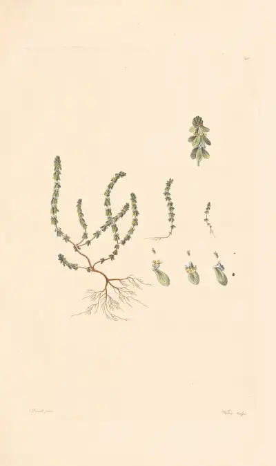 Vailantia muralis av Leopold Trattinnick