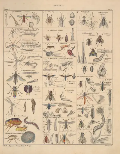 Abbildungen zu Oken’s Allgemeiner Naturgeschichte für alle Stände Pl.081 av Lorenz Oken