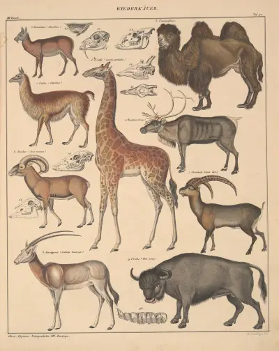 Abbildungen zu Oken’s Allgemeiner Naturgeschichte für alle Stände Pl.138 av Lorenz Oken