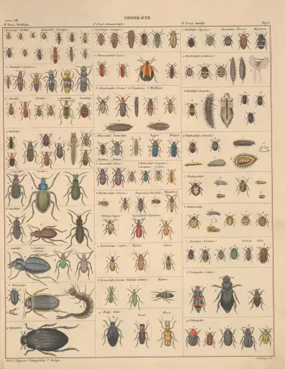 Abbildungen zu Oken’s Allgemeiner Naturgeschichte für alle Stände Pl.088 av Lorenz Oken