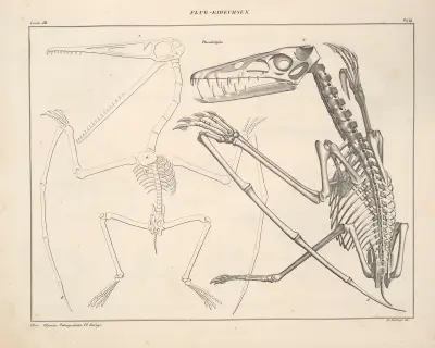 Abbildungen zu Oken’s Allgemeiner Naturgeschichte für alle Stände Pl.115 av Lorenz Oken