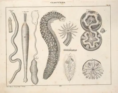 Abbildungen zu Oken’s Allgemeiner Naturgeschichte für alle Stände Pl.076 av Lorenz Oken