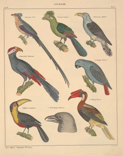 Abbildungen zu Oken’s Allgemeiner Naturgeschichte für alle Stände Pl.127 av Lorenz Oken