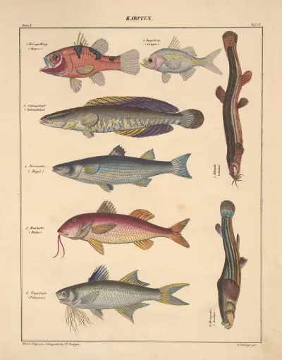 Abbildungen zu Oken’s Allgemeiner Naturgeschichte für alle Stände Pl.099 av Lorenz Oken